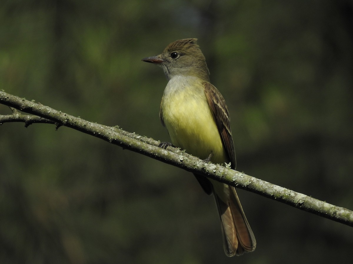 Great Crested Flycatcher - ML153863951