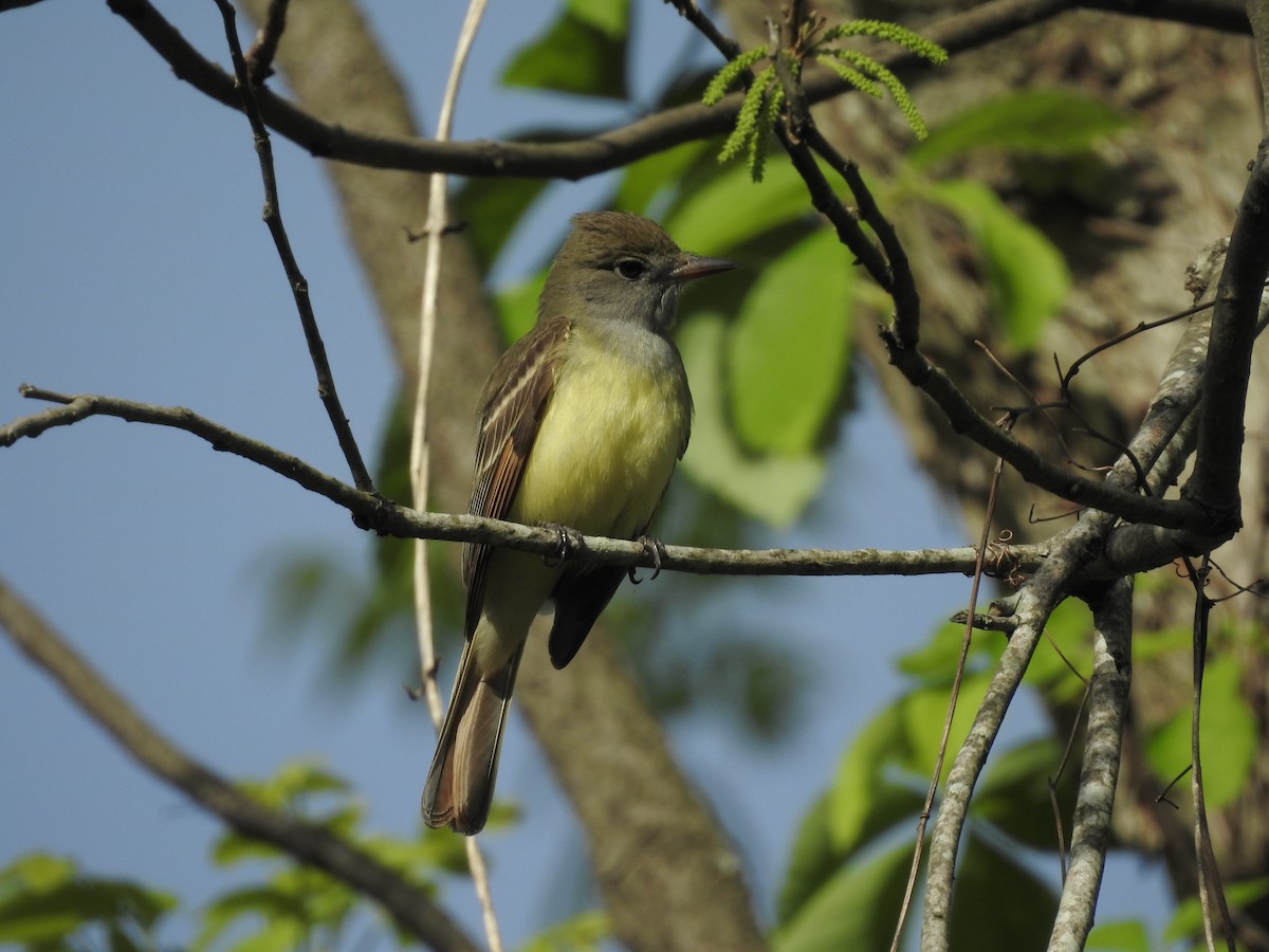 Great Crested Flycatcher - ML153864261