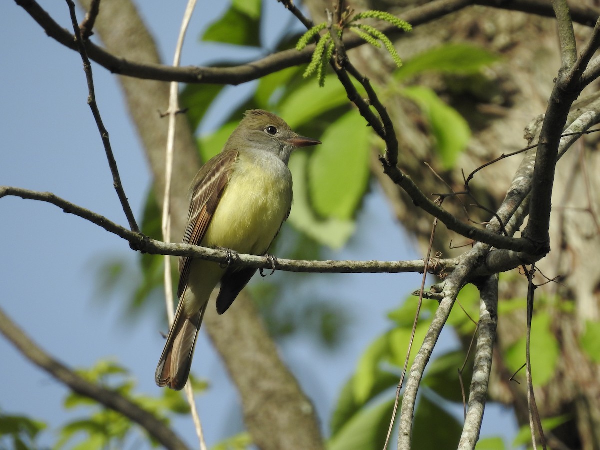 Great Crested Flycatcher - ML153864471