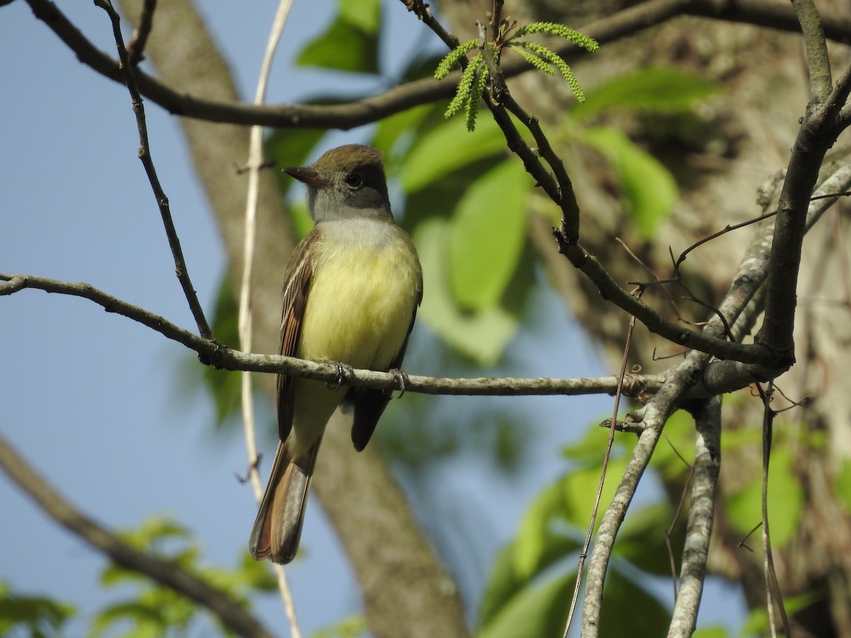Great Crested Flycatcher - ML153864481