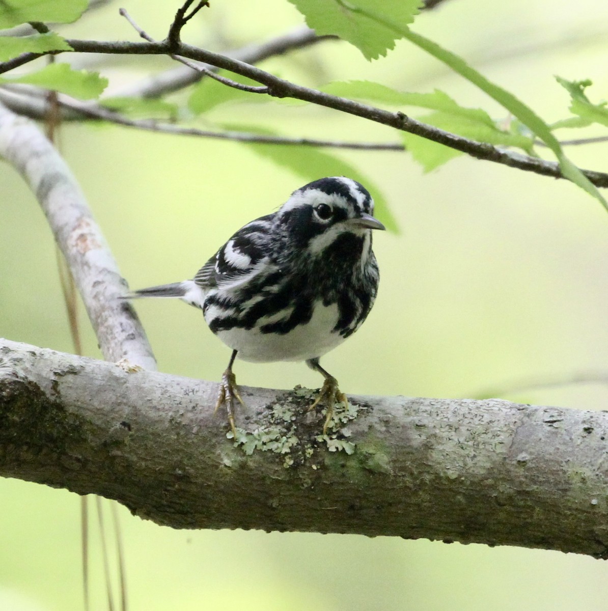 Black-and-white Warbler - ML153864641
