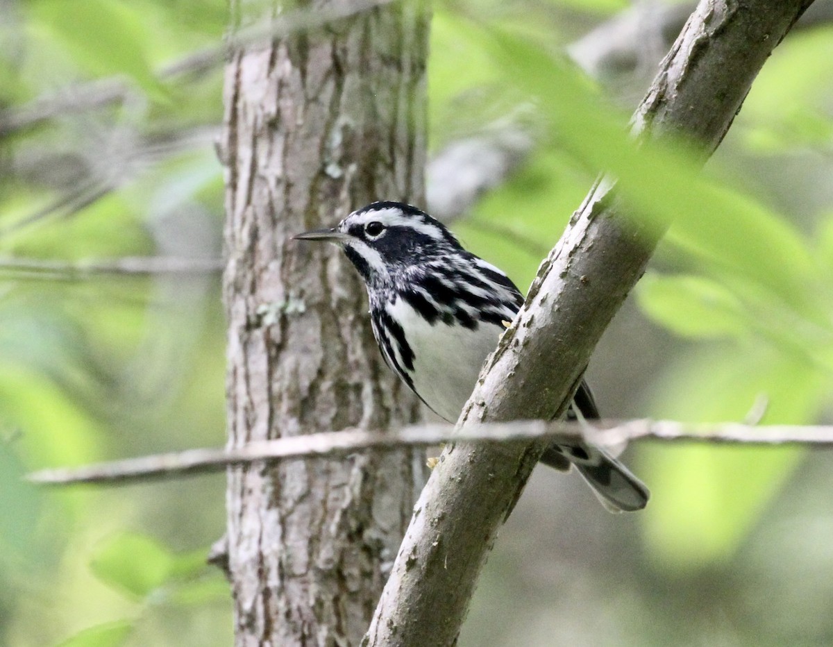 Black-and-white Warbler - ML153864661