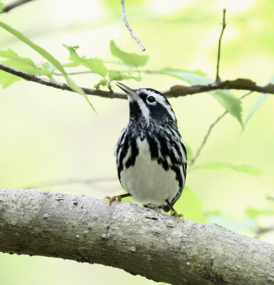 Black-and-white Warbler - ML153864671