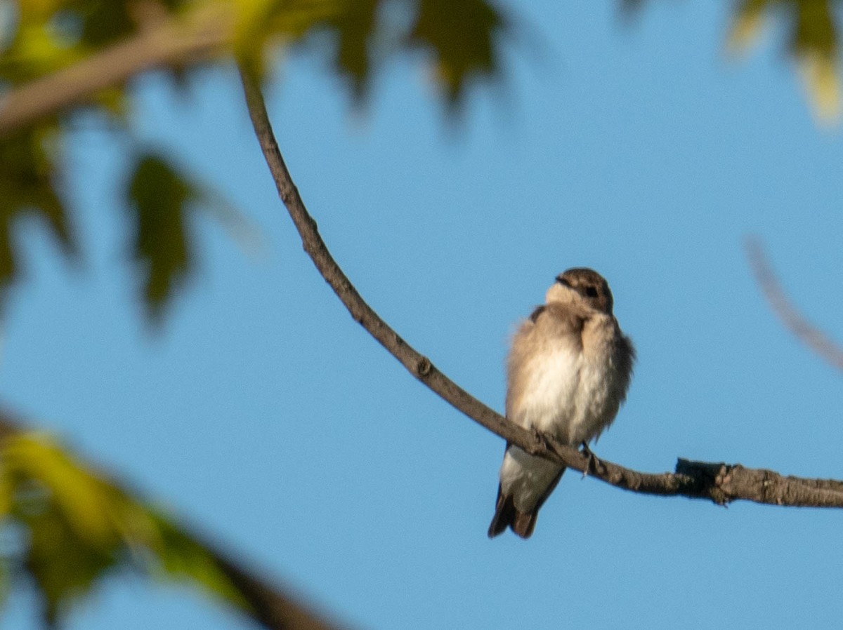 Northern Rough-winged Swallow - ML153864711