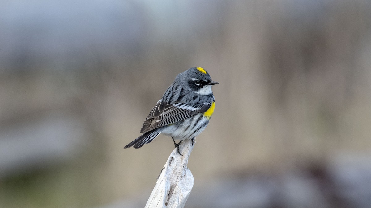 Yellow-rumped Warbler (Myrtle) - Mark Morse