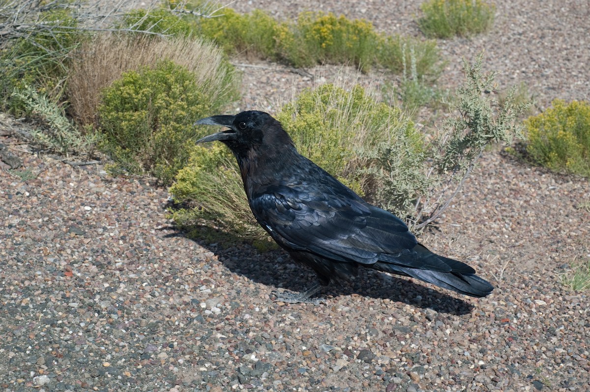 Common Raven - Moses Michelsohn