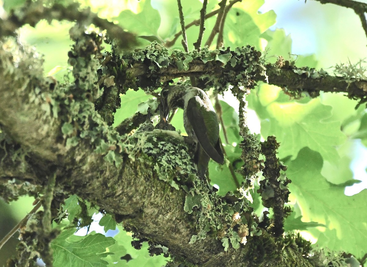 Anna's Hummingbird - Sue Gragg