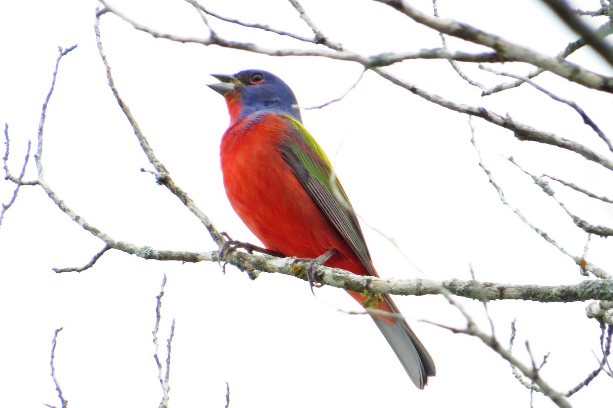 Painted Bunting - Liam Wolff