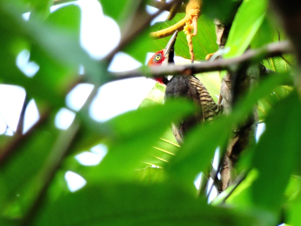 Guayaquil Woodpecker - ML153867031