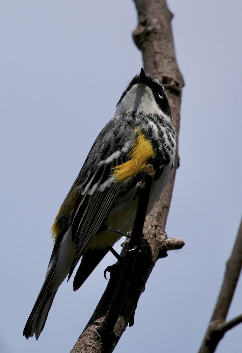 Yellow-rumped Warbler (Myrtle) - Renee Langner
