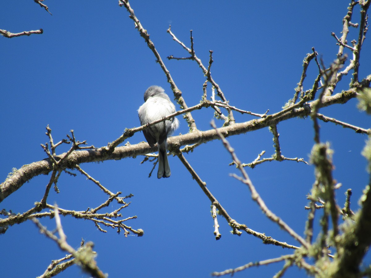 Blue-gray Gnatcatcher - karen pinckard
