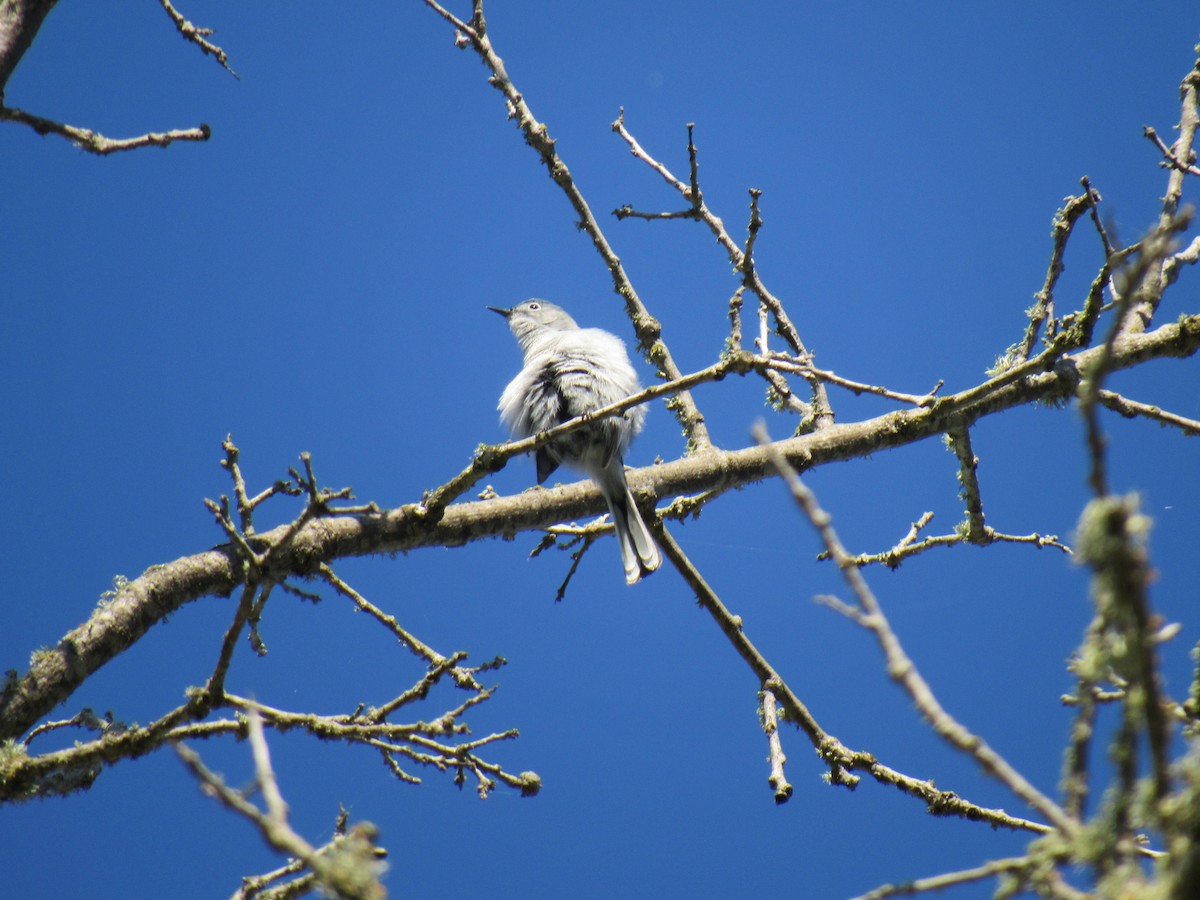 Blue-gray Gnatcatcher - karen pinckard