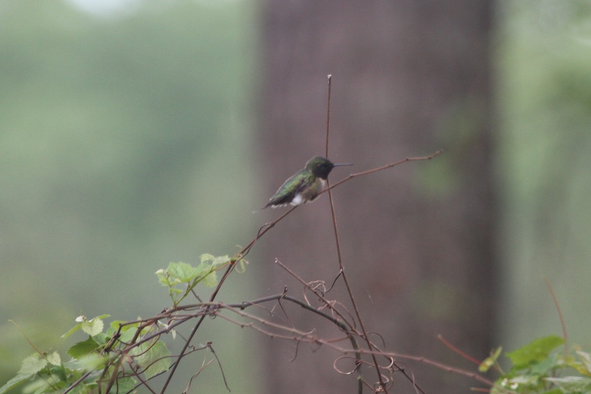 Ruby-throated Hummingbird - ML153868351
