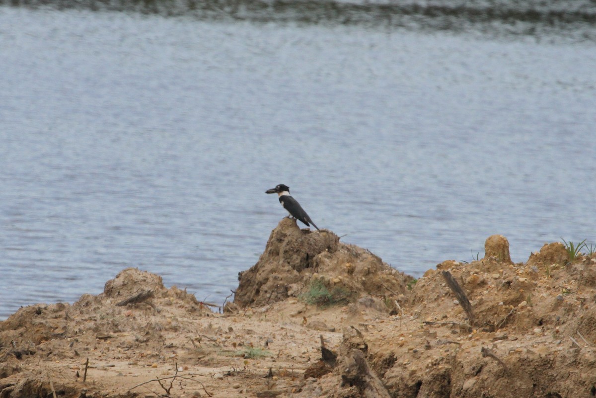 Belted Kingfisher - ML153868531