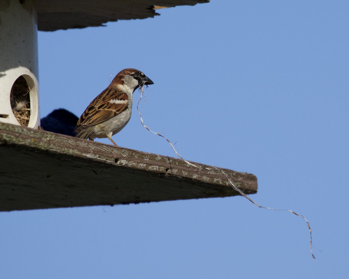 House Sparrow - ML153868821