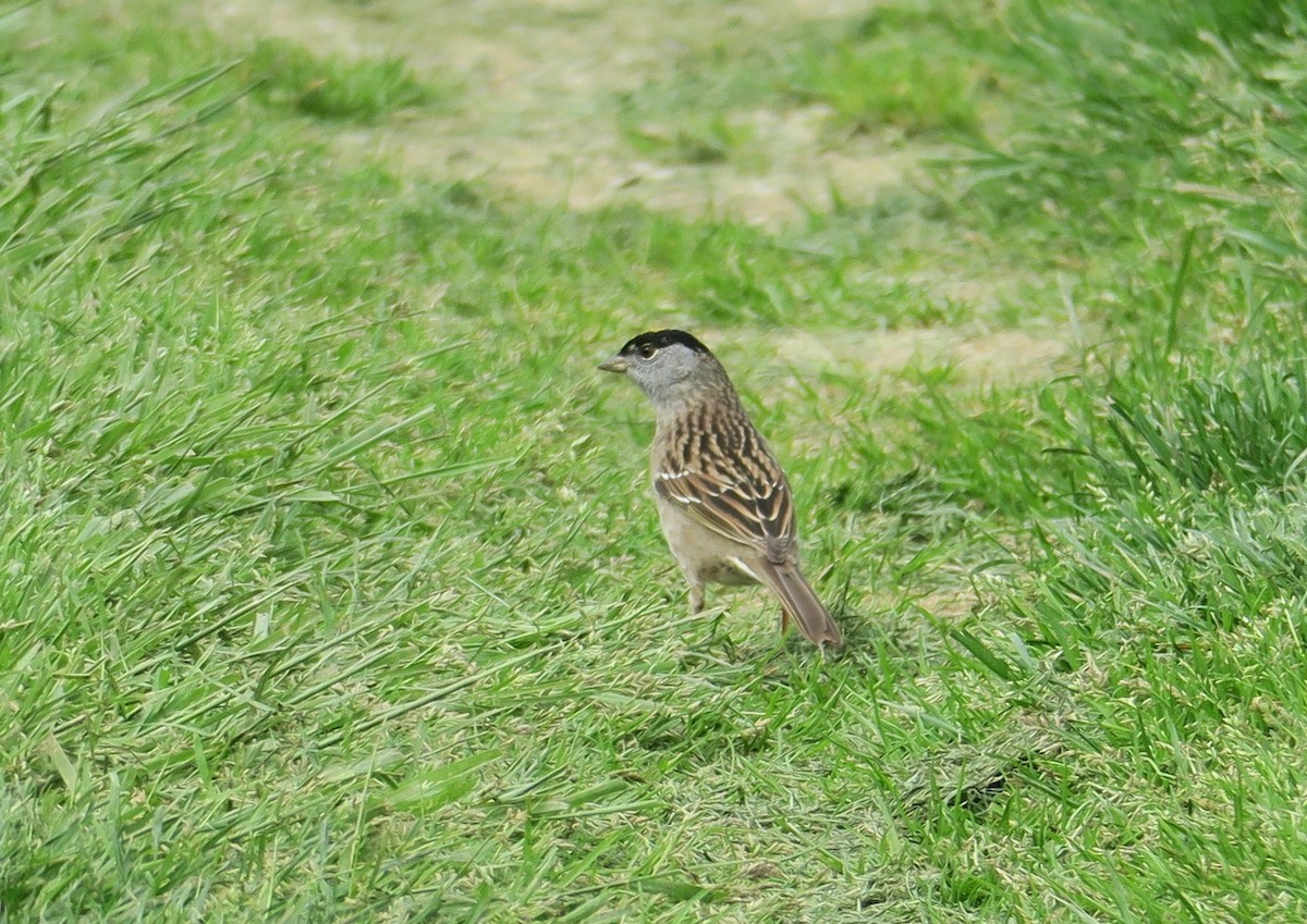 Golden-crowned Sparrow - Linda Kaye