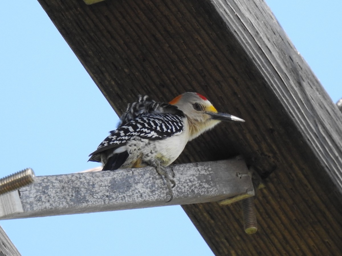 Golden-fronted Woodpecker - ML153869321