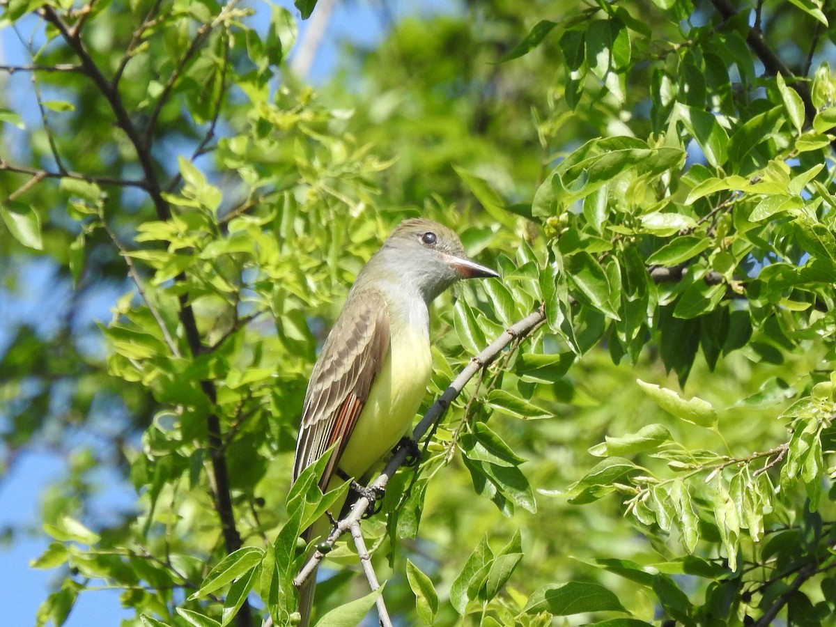 Great Crested Flycatcher - ML153869381