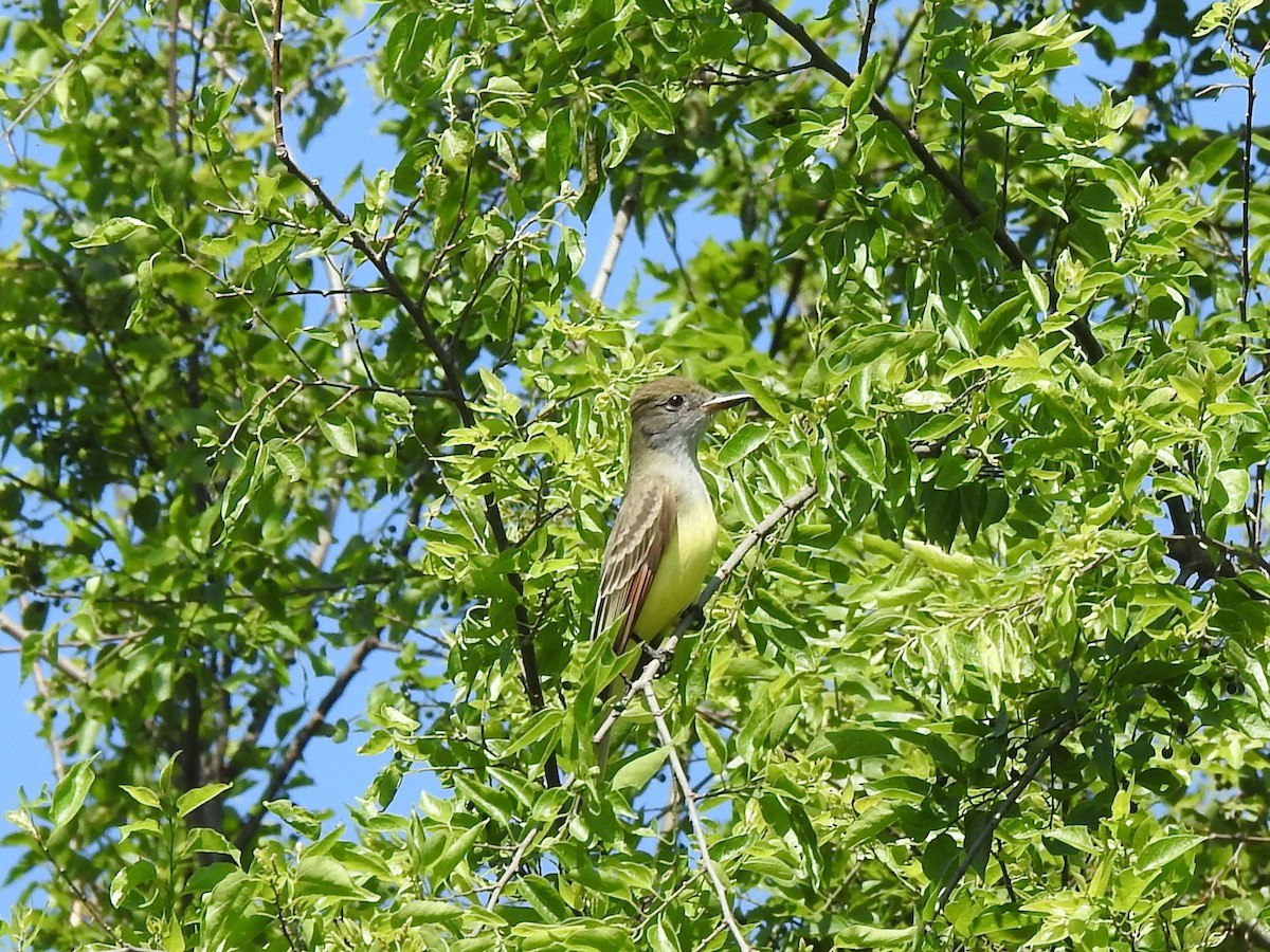 Great Crested Flycatcher - ML153869401