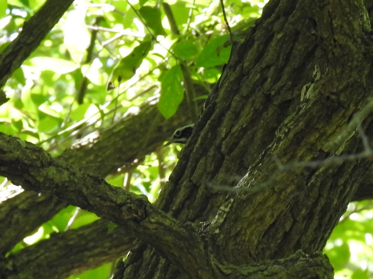 Black-and-white Warbler - ML153869501