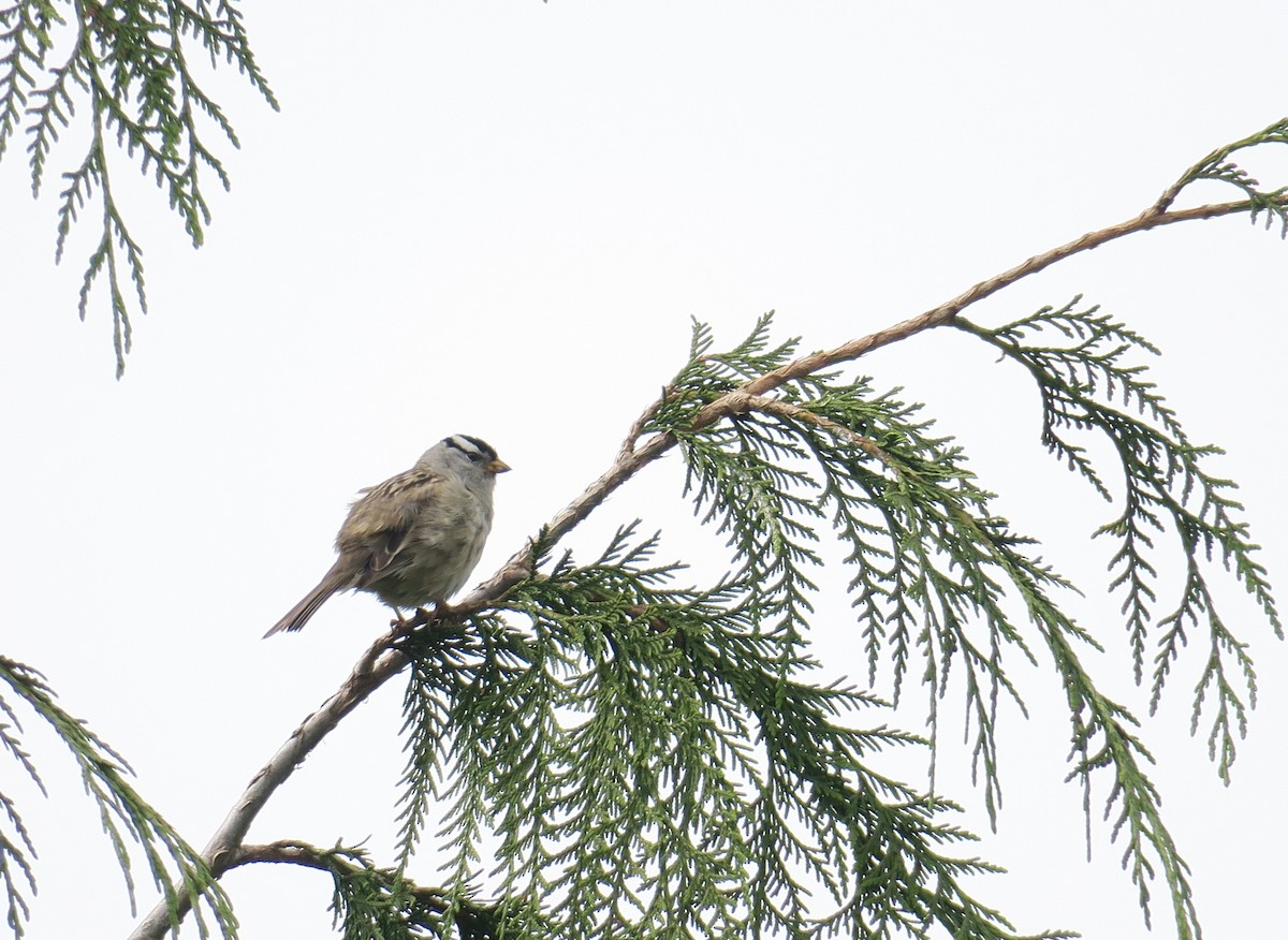 White-crowned Sparrow - Linda Kaye