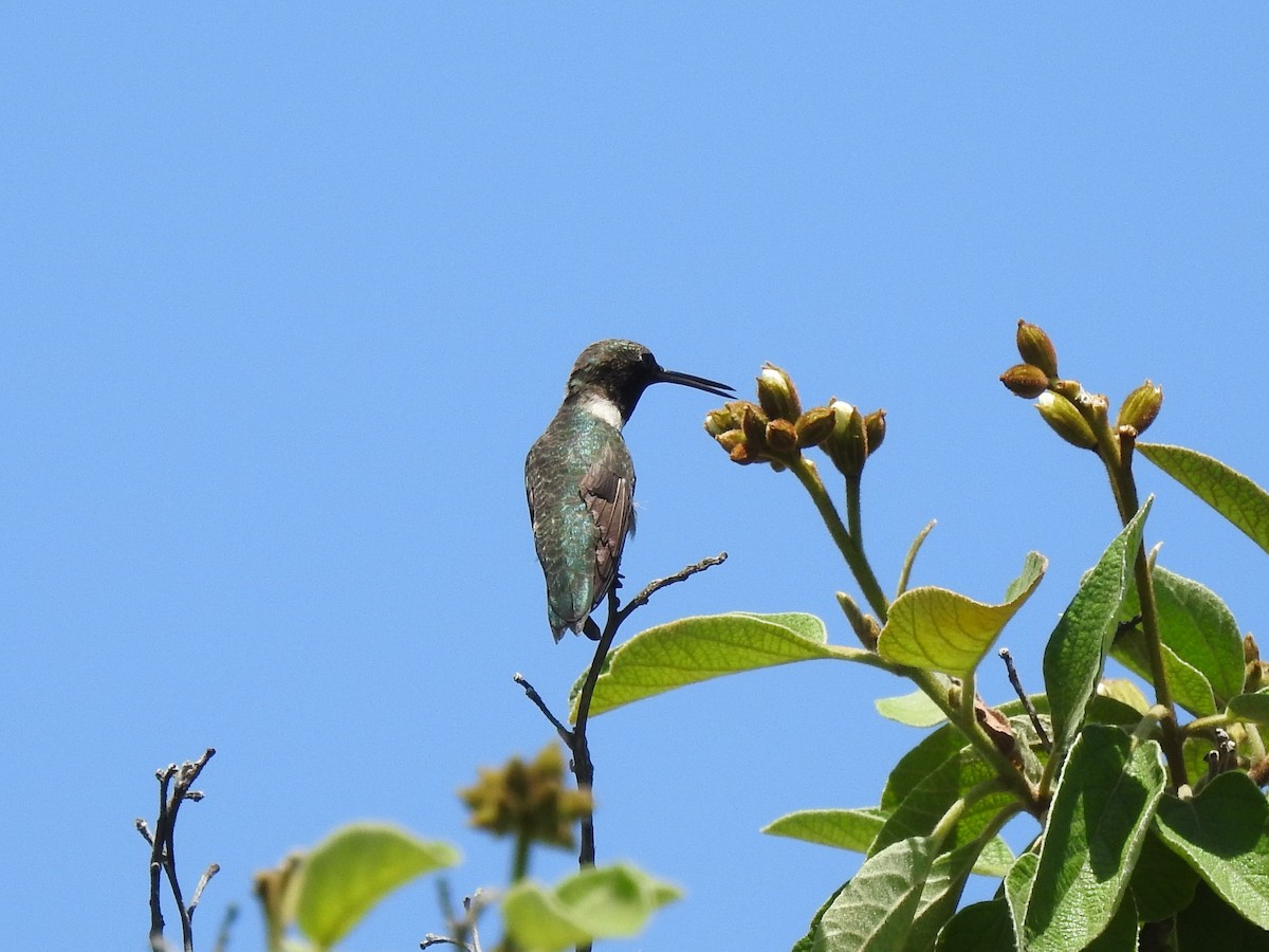 Ruby-throated/Black-chinned Hummingbird - ML153869631