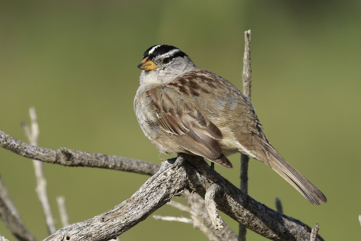 White-crowned Sparrow - Brook OConnor