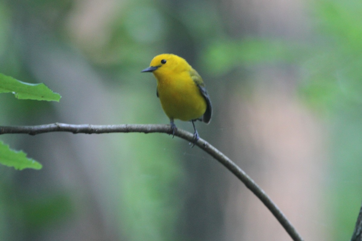Prothonotary Warbler - ML153869861