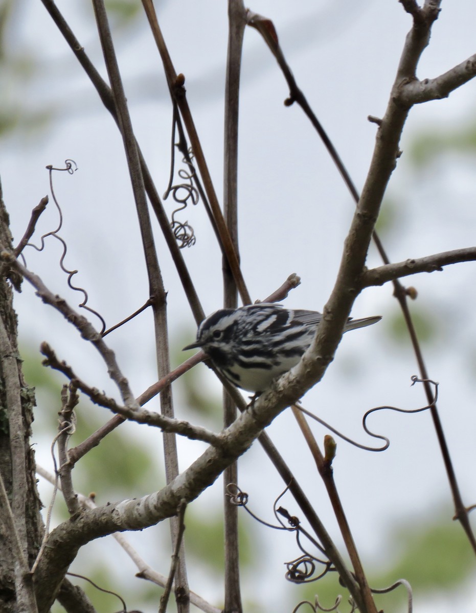 Black-and-white Warbler - Micky Louis