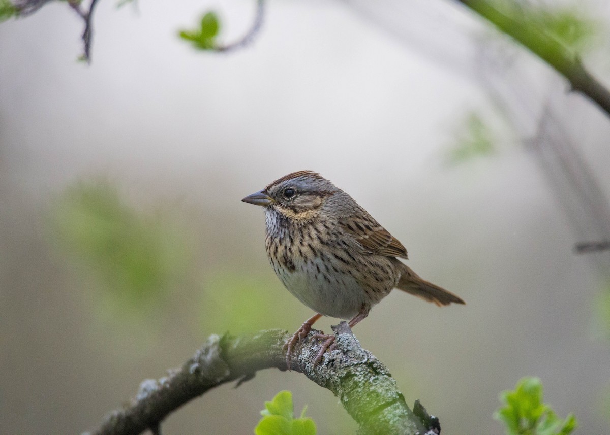 Lincoln's Sparrow - Tom Lally
