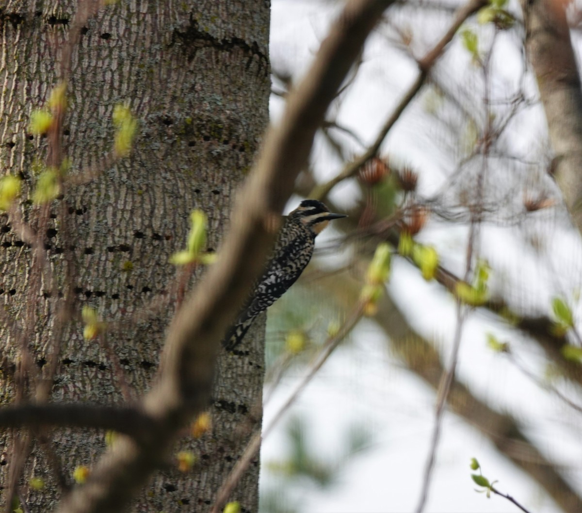Yellow-bellied Sapsucker - Larry Theller