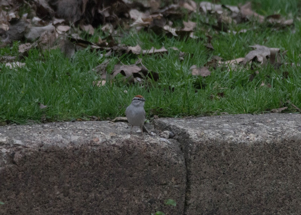 Chipping Sparrow - Tom Lally