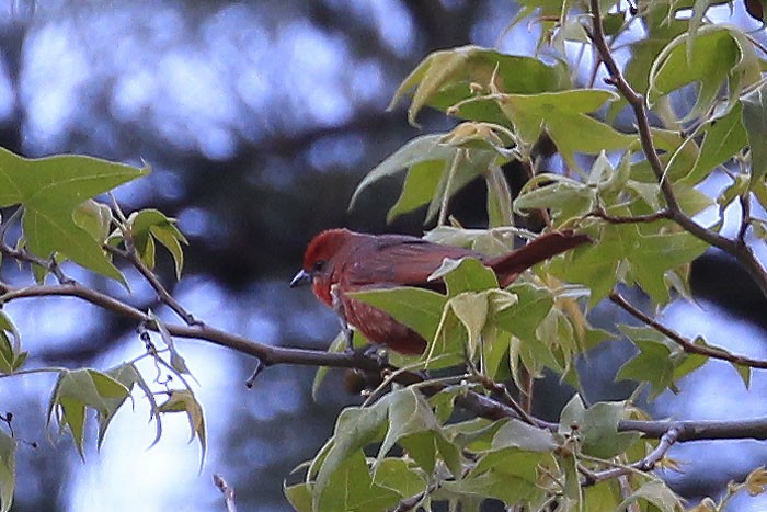 Hepatic Tanager - Dave Jurasevich
