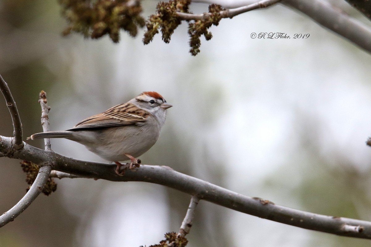 Chipping Sparrow - ML153871251