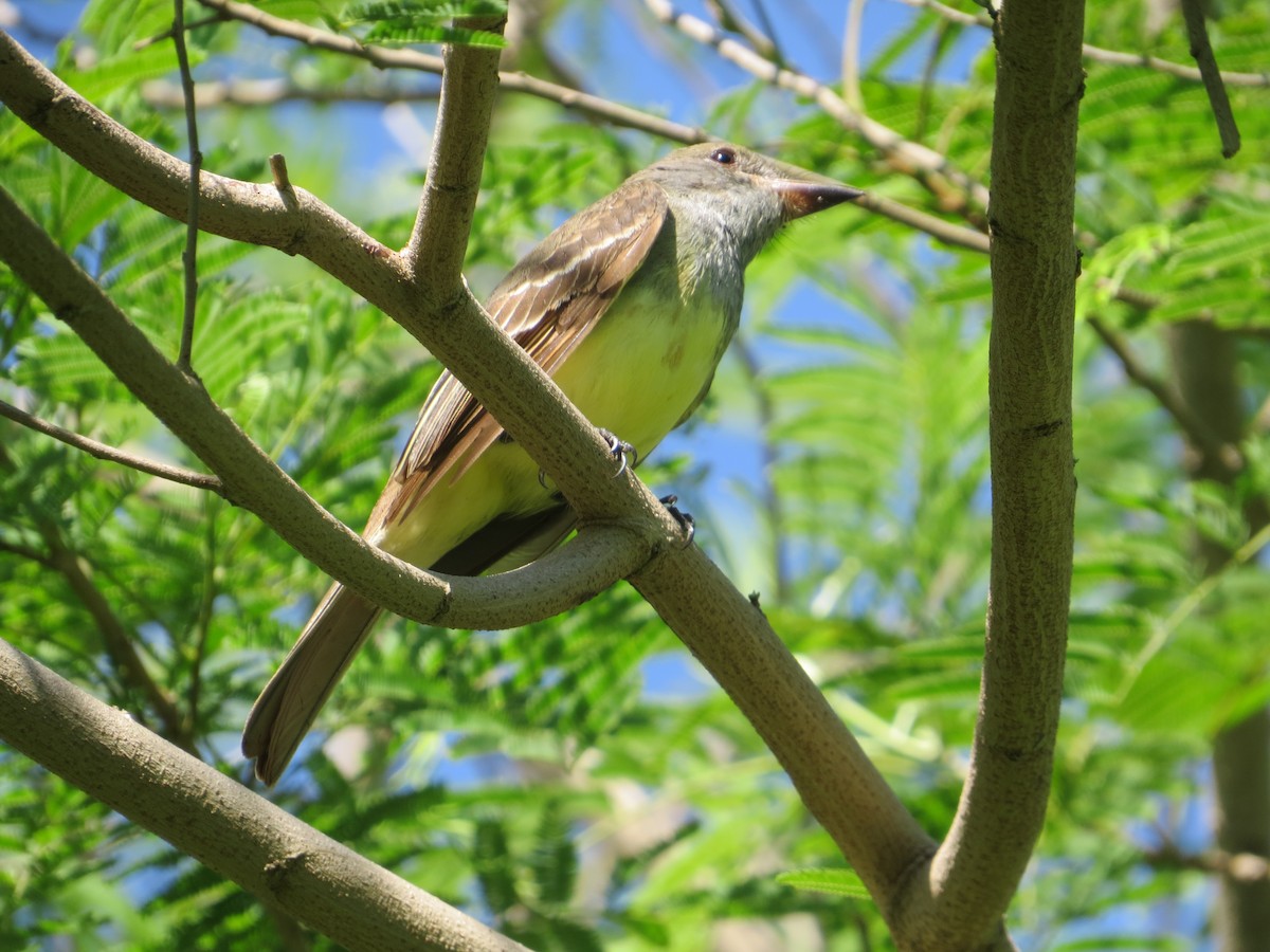 Great Crested Flycatcher - Tamie Bulow