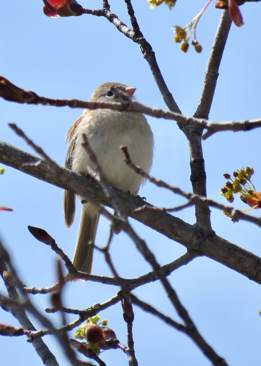 Field Sparrow - Eric Wier