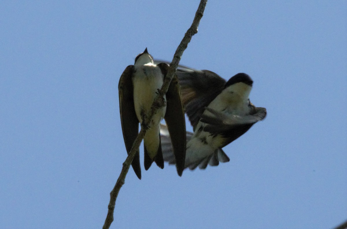 Tree Swallow - kasey foley