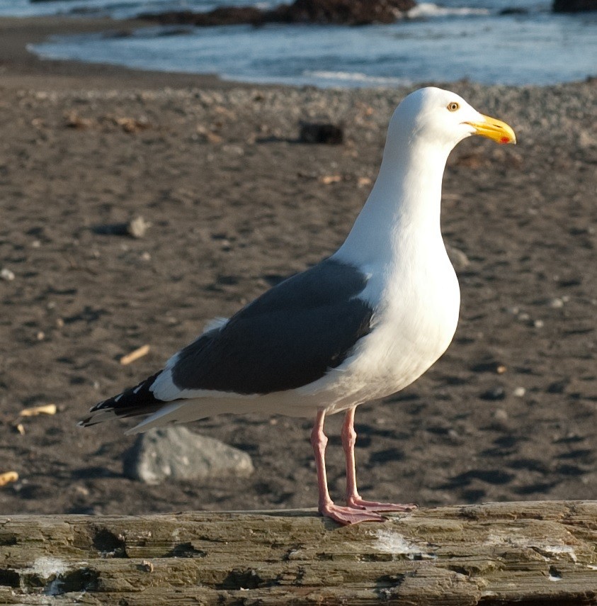 Western Gull - Moses Michelsohn