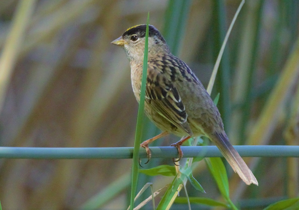 Golden-crowned Sparrow - kasey foley
