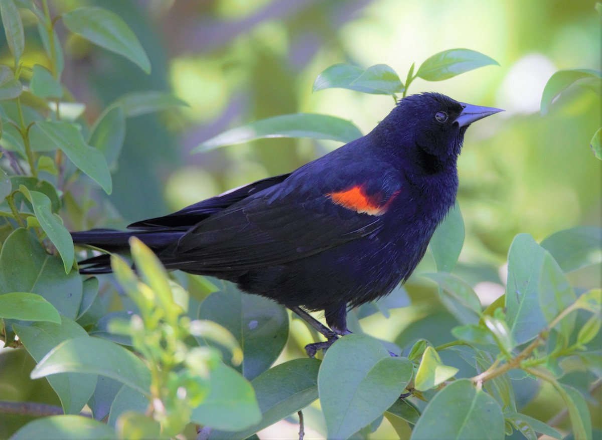 Red-winged Blackbird - kasey foley