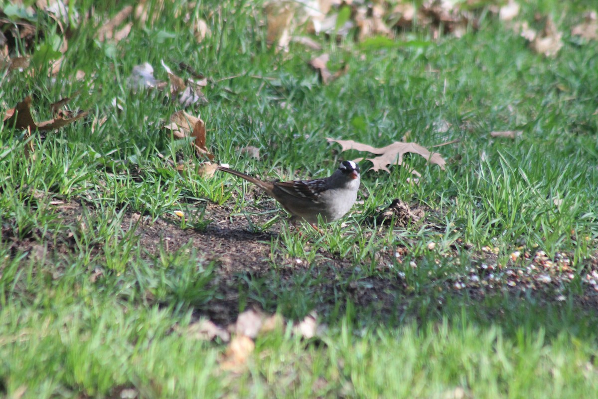 White-crowned Sparrow - John Stromberger