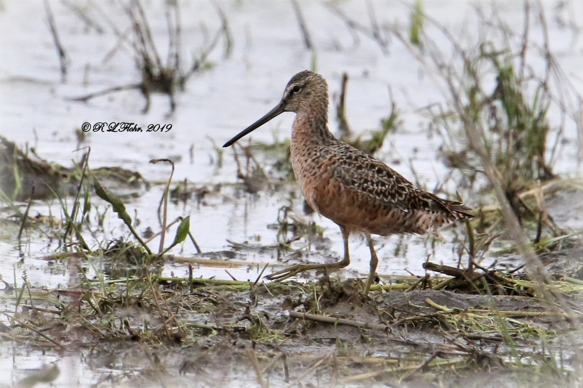Long-billed Dowitcher - ML153872791
