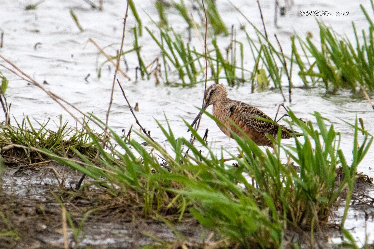 Long-billed Dowitcher - ML153872801