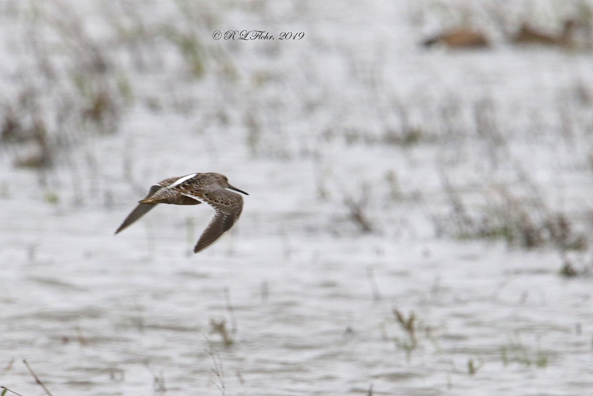 Long-billed Dowitcher - ML153872811