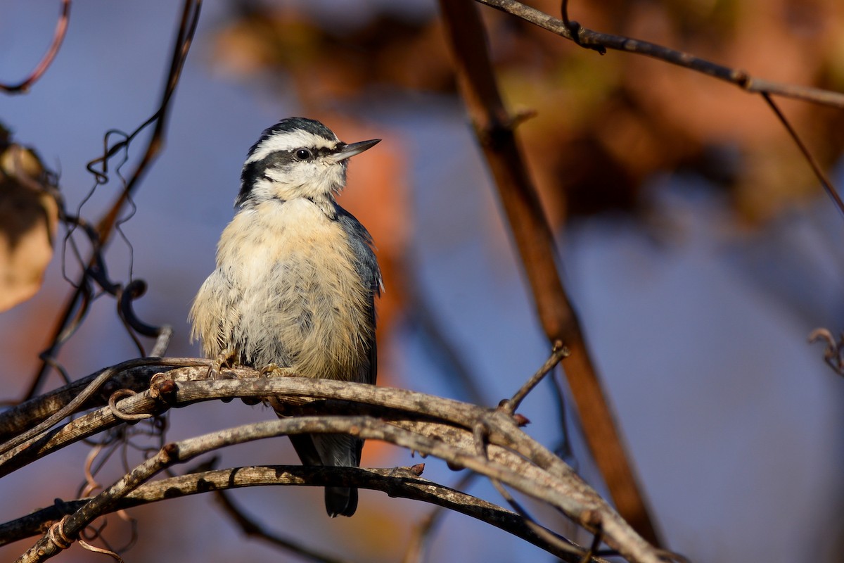 Red-breasted Nuthatch - ML153873451
