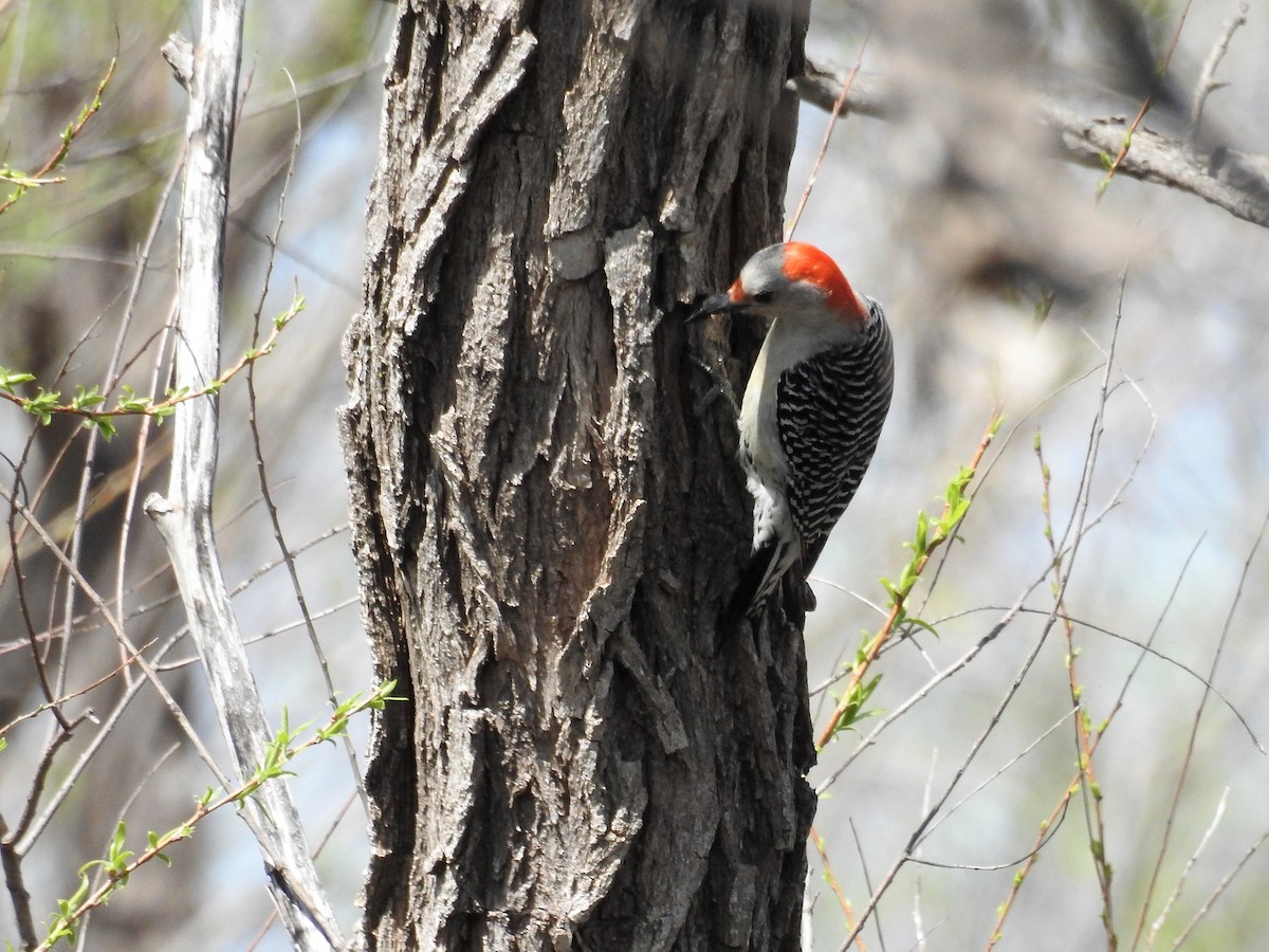 Red-bellied Woodpecker - Tina Toth