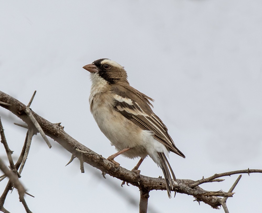 White-browed Sparrow-Weaver (White-breasted) - Bruce Ward-Smith