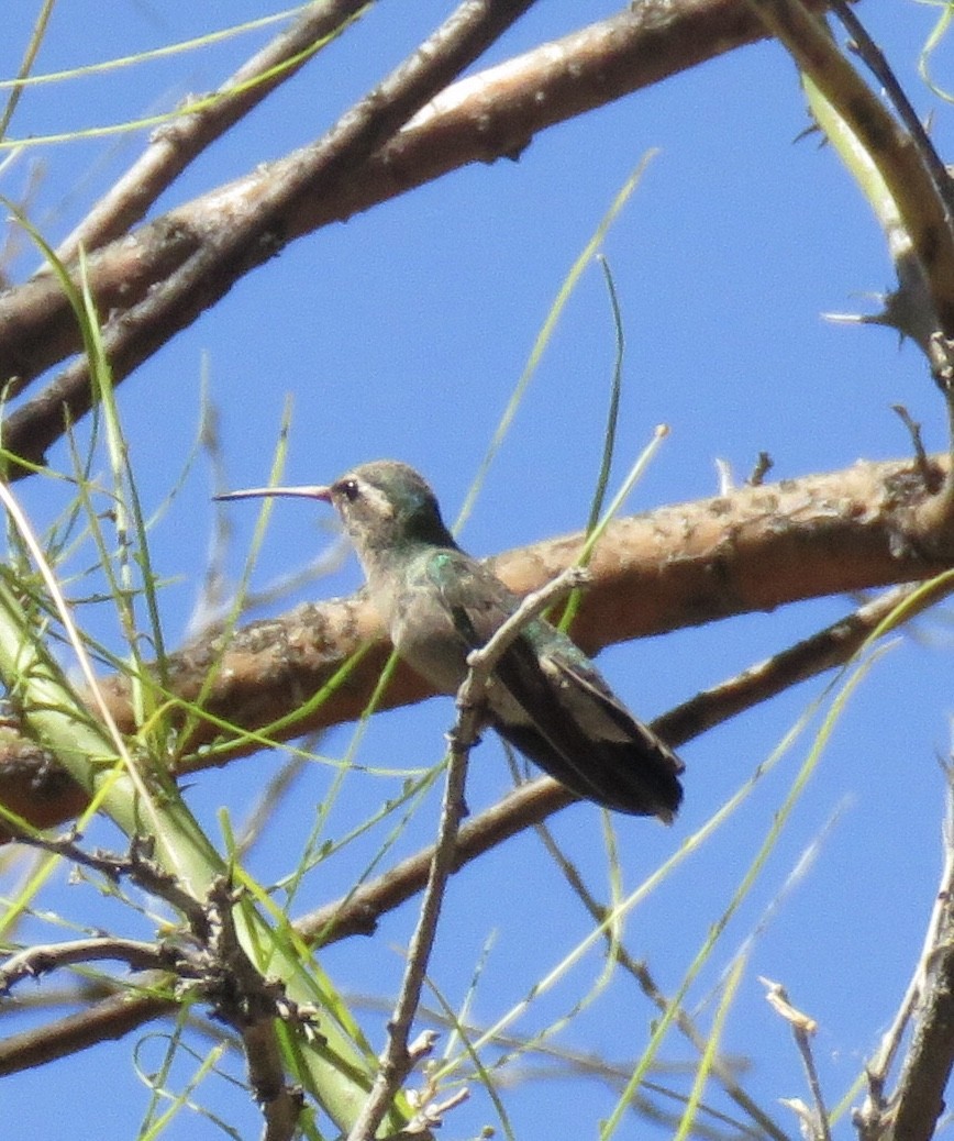 Broad-billed Hummingbird - Henry McLin