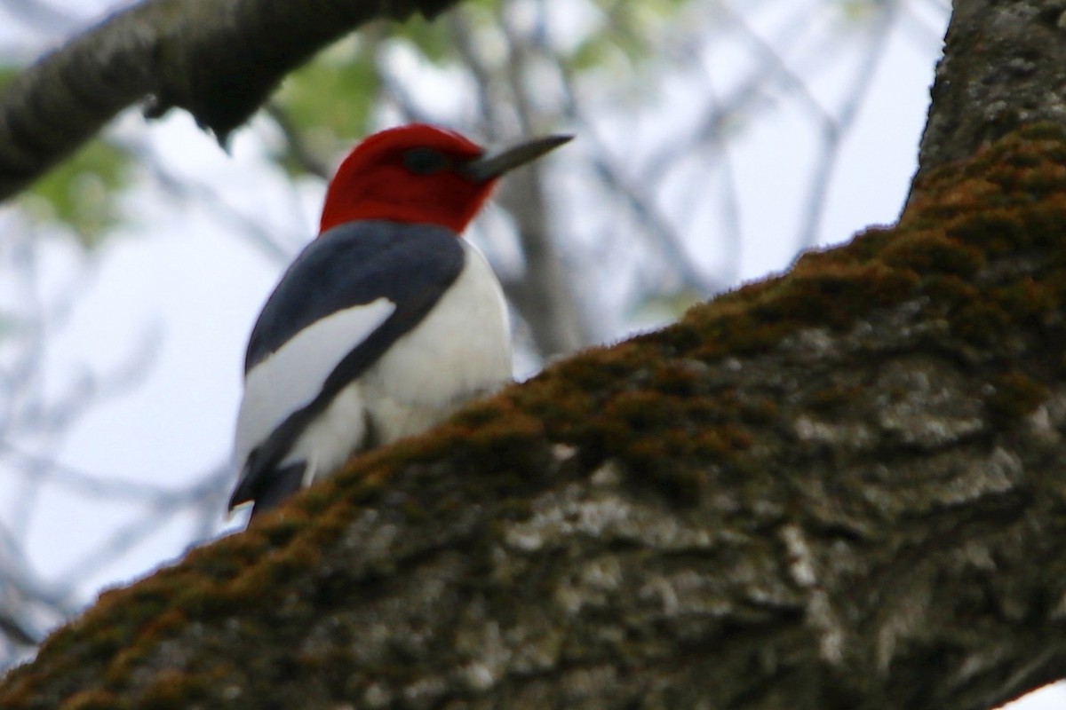 Red-headed Woodpecker - Zebedee Muller