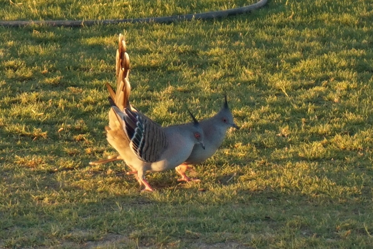 Crested Pigeon - ML153874341